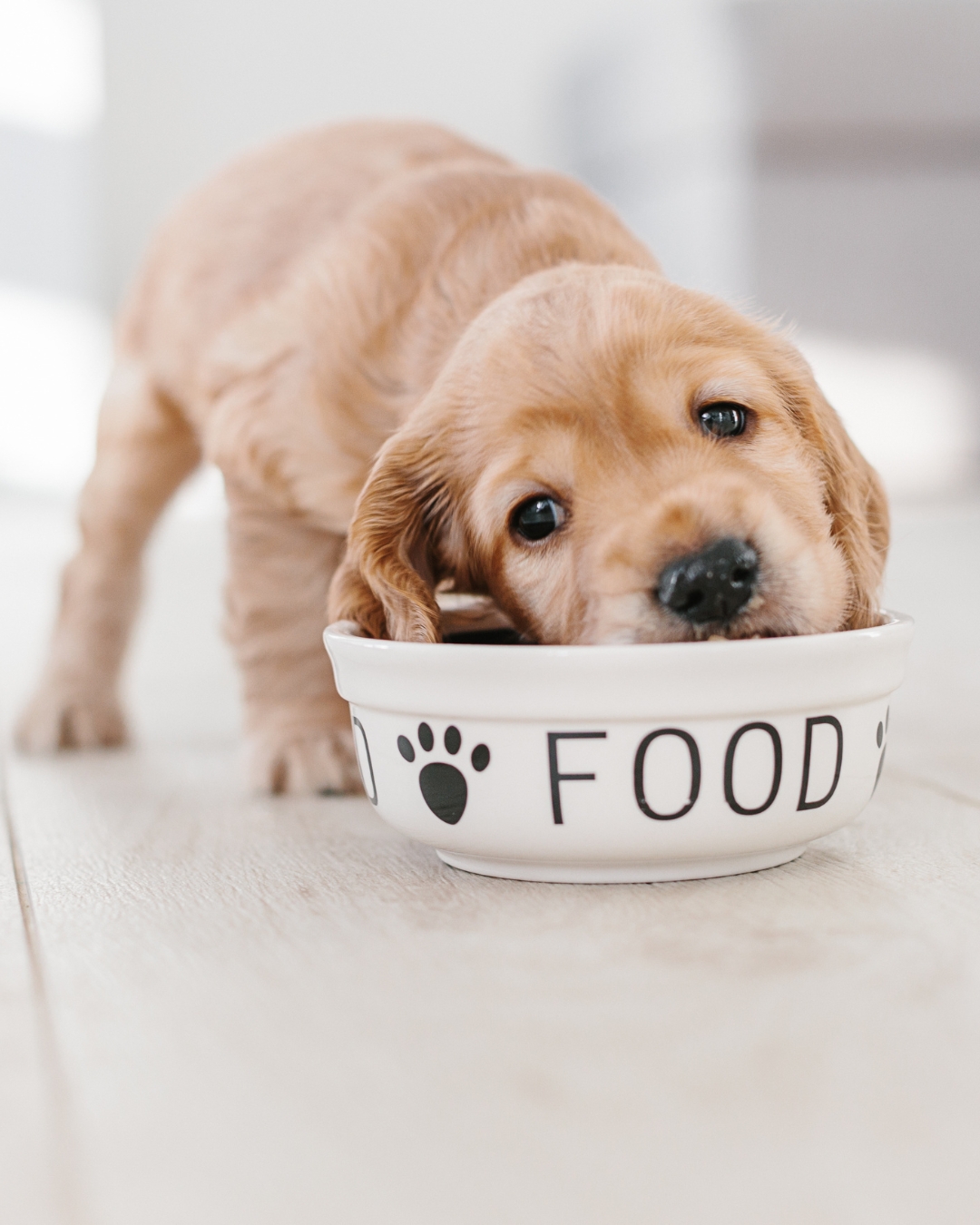Tracking Donations and Grants: Best Practices for Animal Rescues
