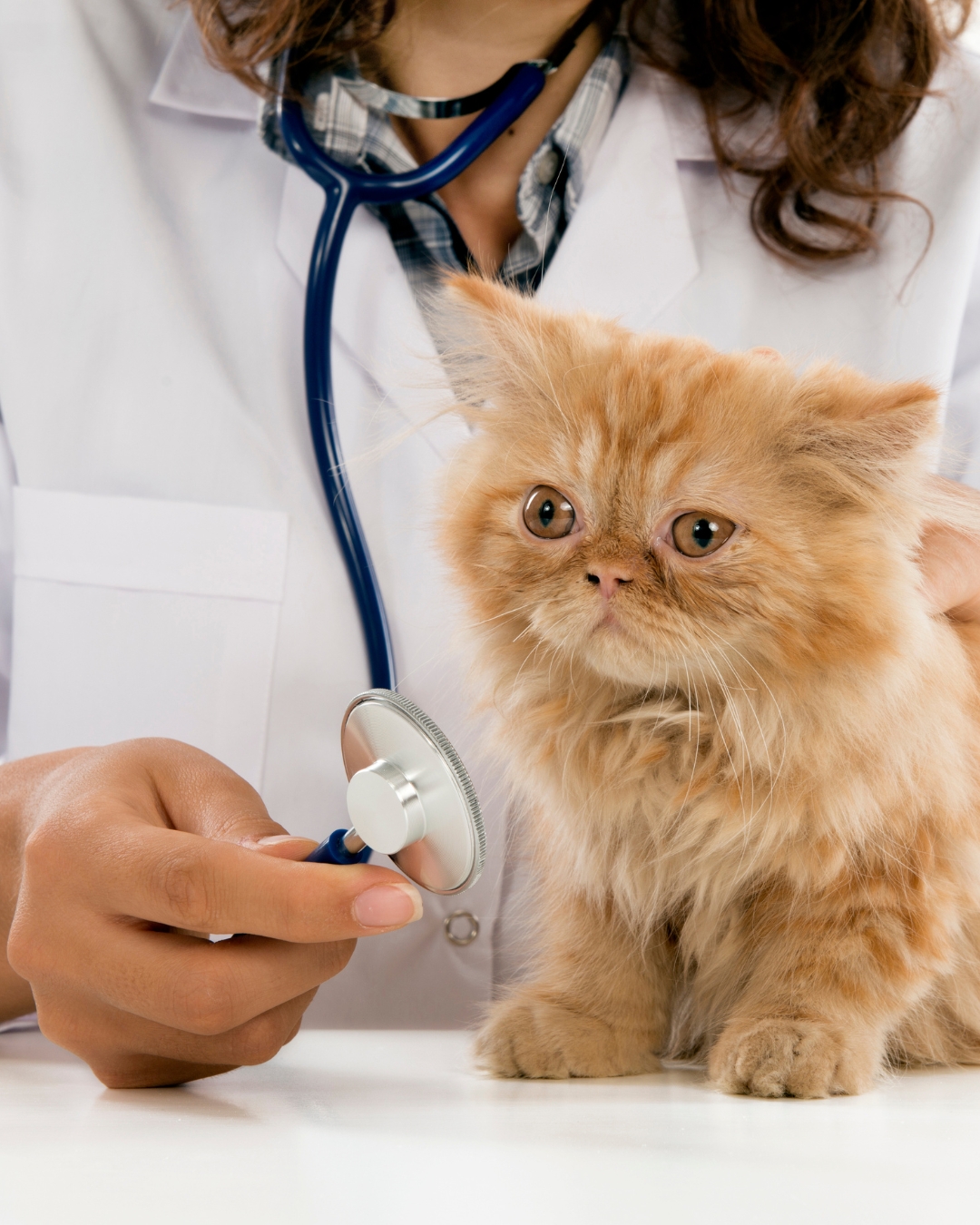 Understanding Profit Margins in a Veterinary Clinic: Key Insights for Better Financial Health
